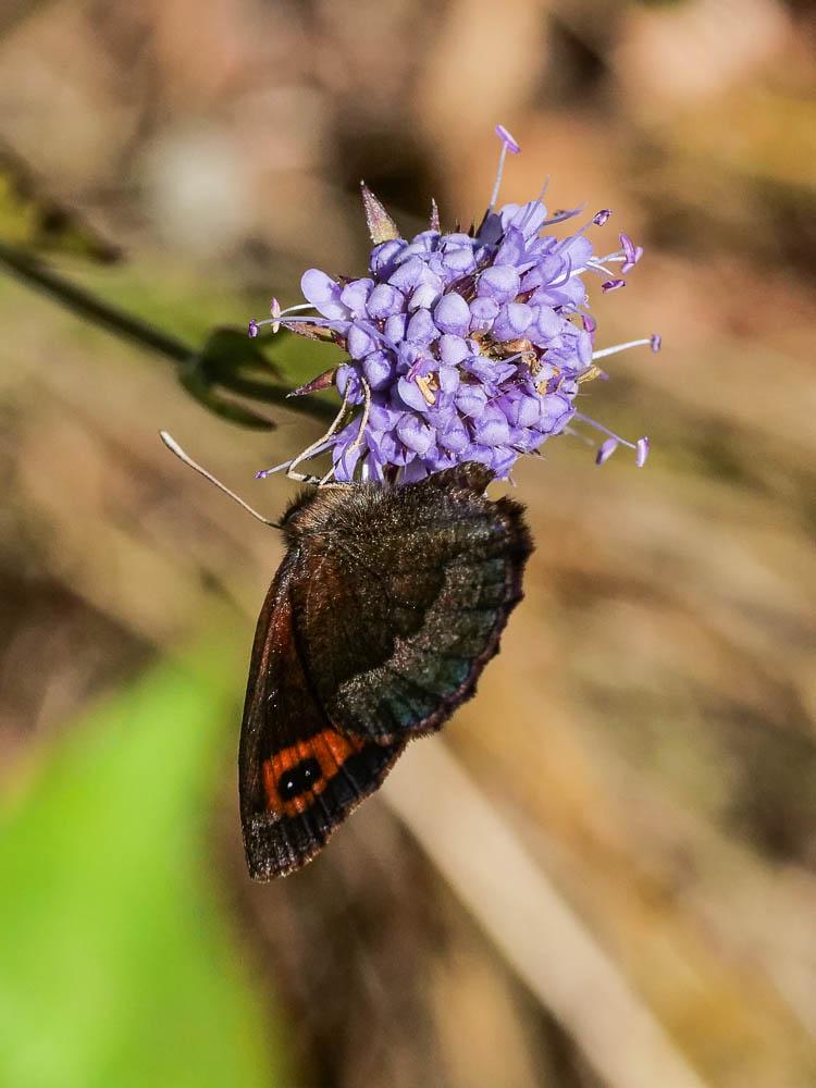 Moiré automnal (Le) Erebia neoridas (Boisduval, 1828)