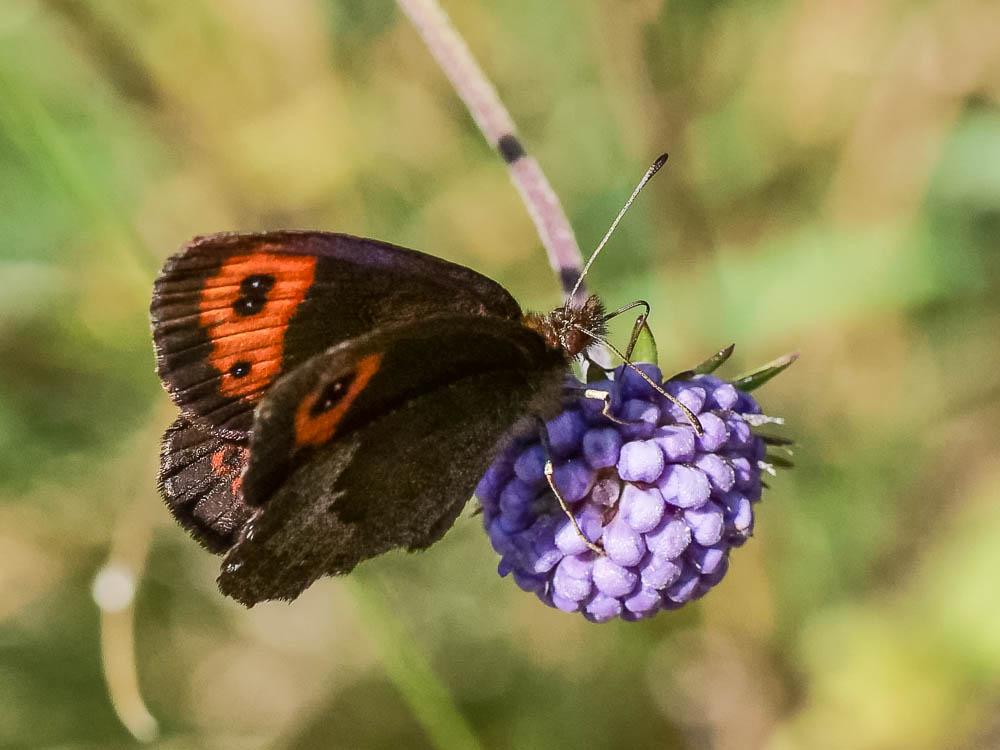 Moiré automnal (Le) Erebia neoridas (Boisduval, 1828)