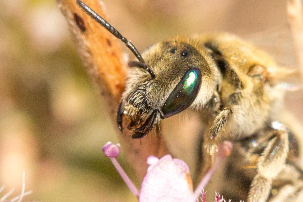  Vestitohalictus pollinosus (Sichel, 1860)