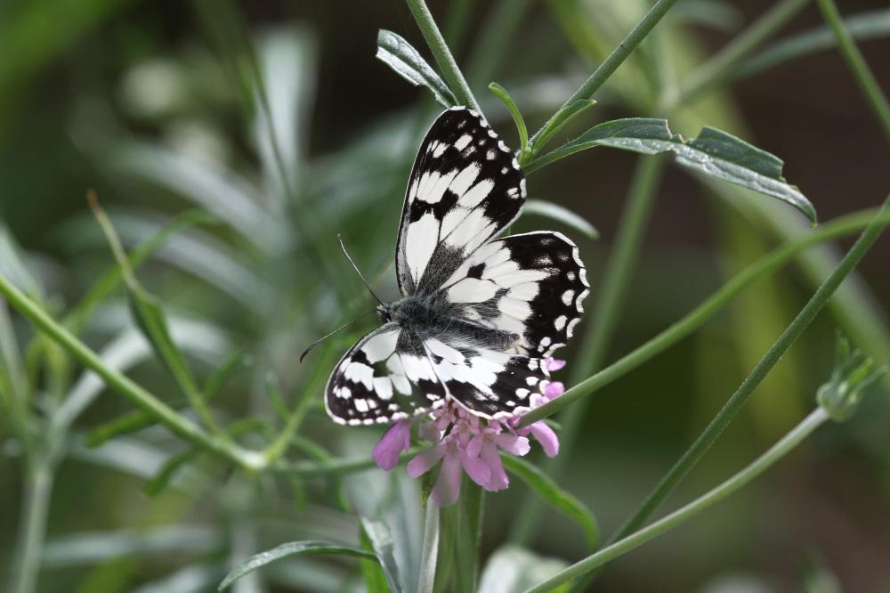 Demi-Deuil (Le), Échiquier (L'), Échiquier commun  Melanargia galathea (Linnaeus, 1758)