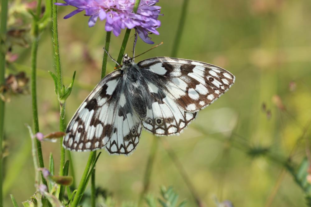 Le Échiquier de Russie (L'), Echiquier d'Esper (L') Melanargia russiae (Esper, 1783)