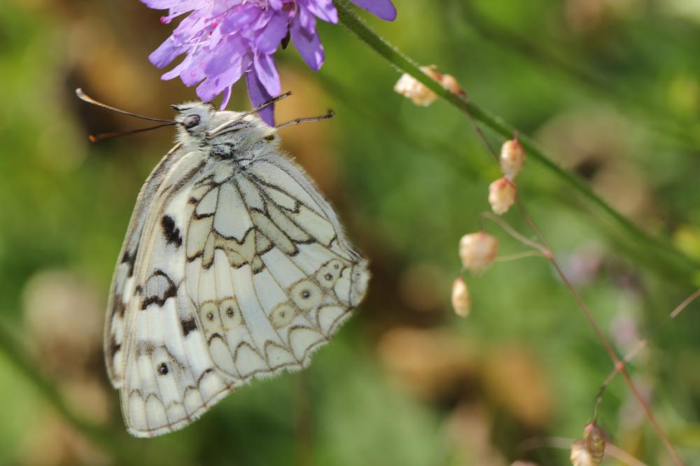 Échiquier de Russie (L'), Echiquier d'Esper (L') Melanargia russiae (Esper, 1783)