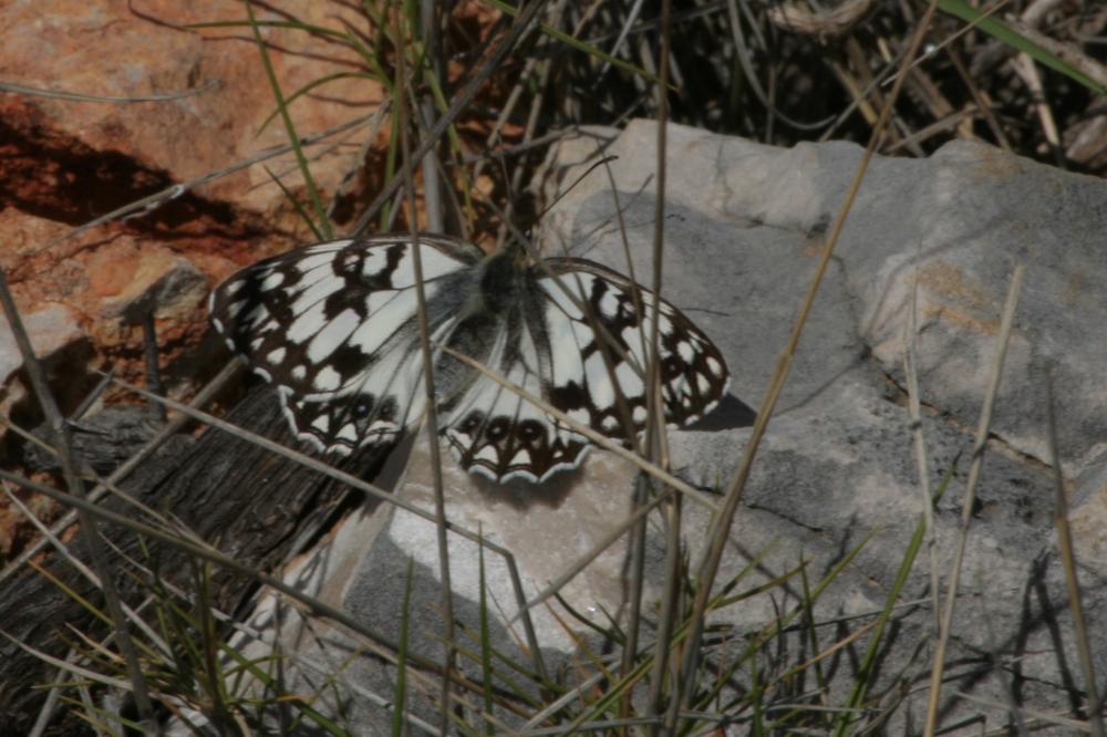 Échiquier d'Occitanie (L'), Demi-Deuil occitan (Le Melanargia occitanica (Esper, 1793)