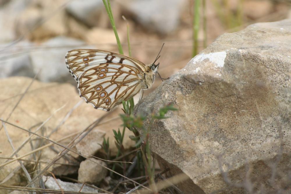 Échiquier d'Occitanie (L'), Demi-Deuil occitan (Le Melanargia occitanica (Esper, 1793)