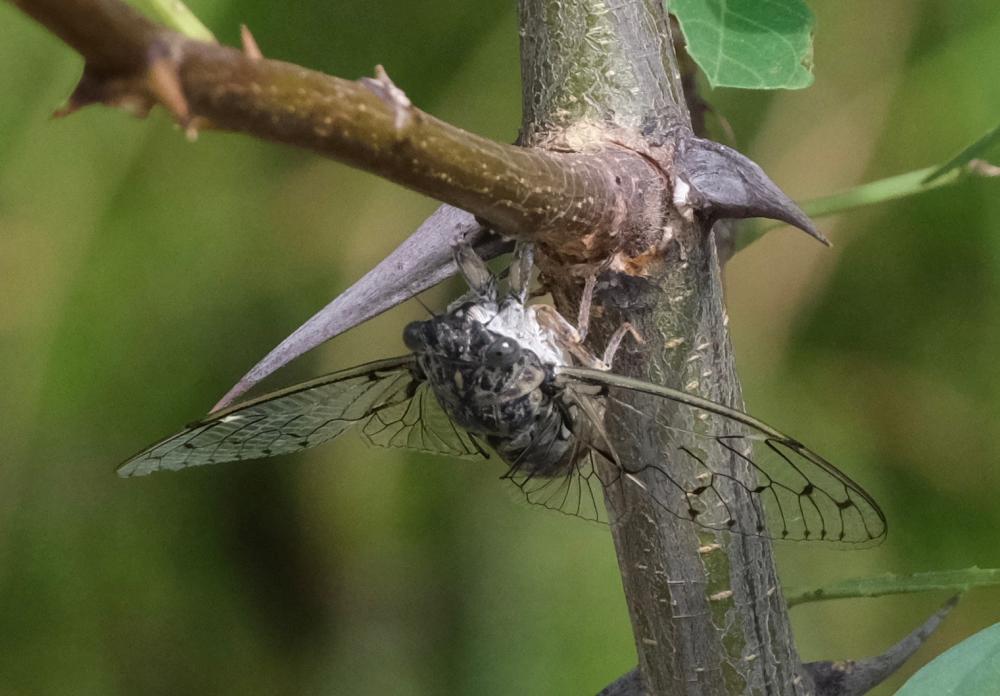 Cigale grise (la), Cigale de l'orne (la), Cigale p Cicada orni Linnaeus, 1758