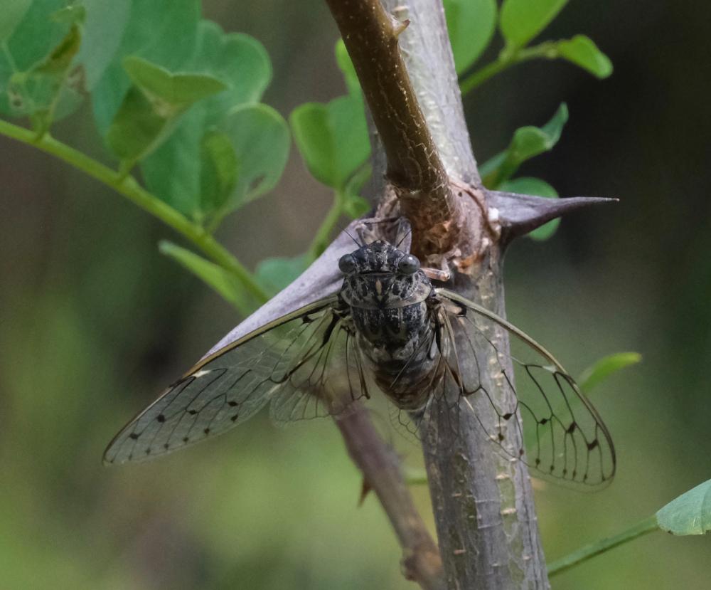 La Cigale grise (la), Cigale de l'orne (la), Cigale p Cicada orni Linnaeus, 1758