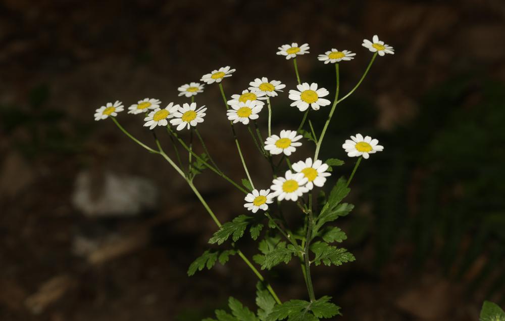 Grande camomille, Tanaisie Parthénium Tanacetum parthenium (L.) Sch.Bip., 1844