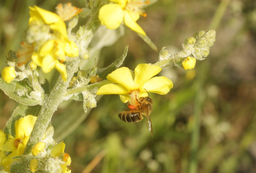 Abeille domestique, Abeille européenne, Abeille me Apis mellifera Linnaeus, 1758