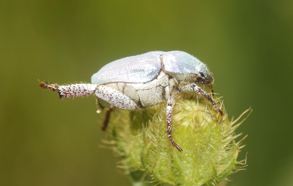 Hoplie bleue (L') Hoplia coerulea (Drury, 1773)