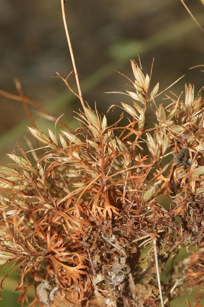 Saxifrage continentale Saxifraga fragosoi Sennen, 1929