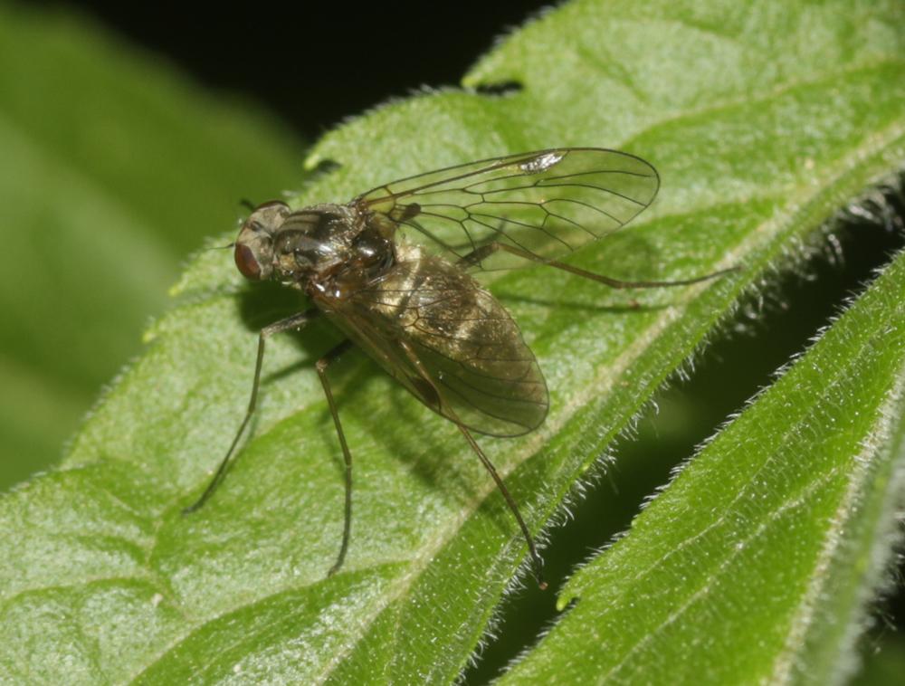  Chrysopilus cristatus (Fabricius, 1775)