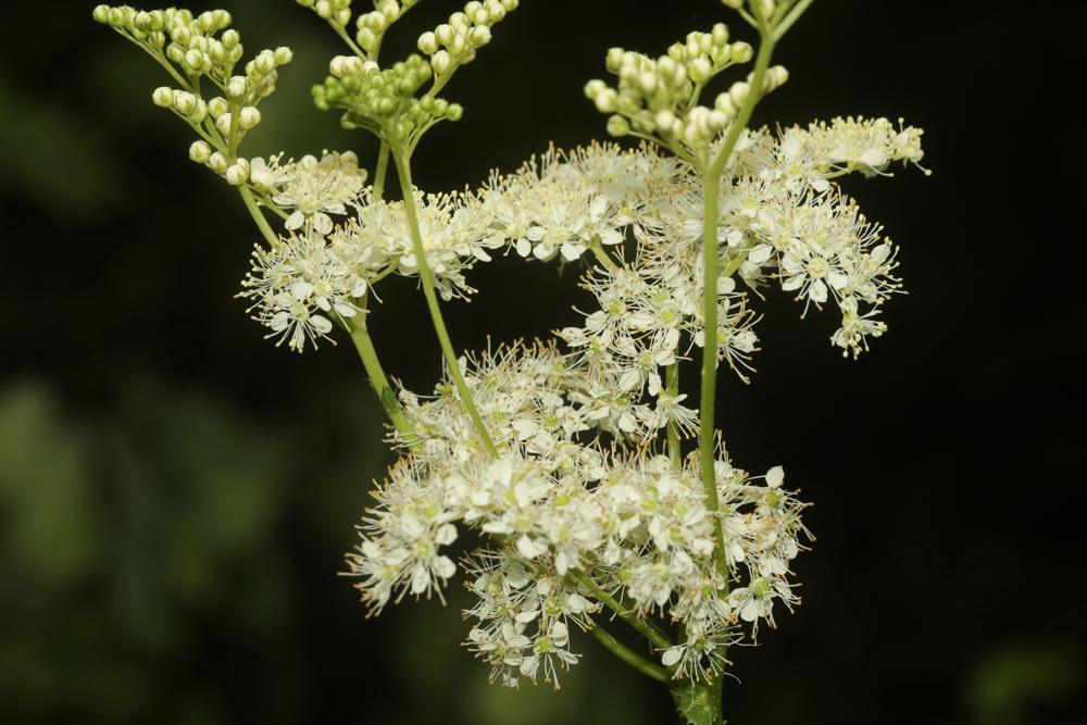 Reine des prés, Spirée Ulmaire Filipendula ulmaria (L.) Maxim., 1879