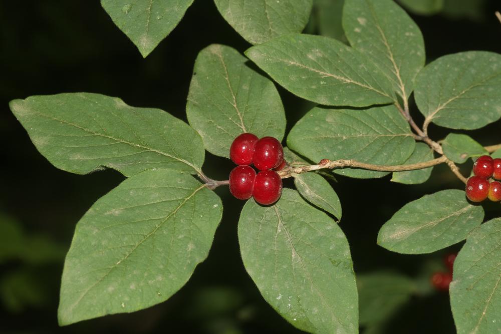 Chèvrefeuille des haies, Camérisier des haies Lonicera xylosteum L., 1753