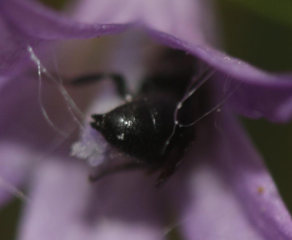 Le  Chelostoma campanularum (Kirby, 1802)