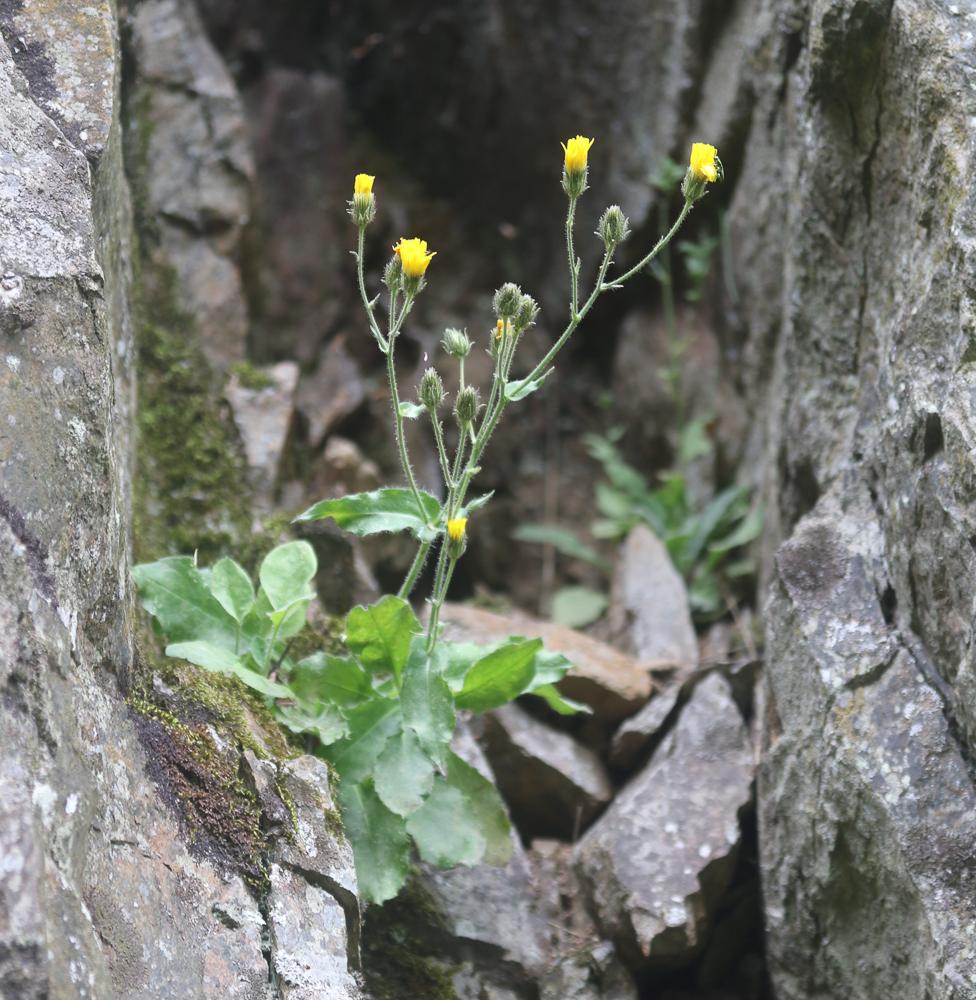 Le Épervière amplexicaule Hieracium amplexicaule L., 1753