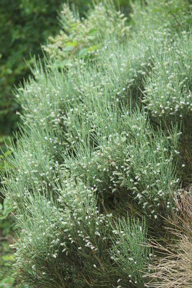 Cytise oroméditerranéen, Genêt oroméditerranéen, G Cytisus oromediterraneus Rivas Mart., T.E.Díaz, Fern.Prieto, Loidi & Peñas, 1984