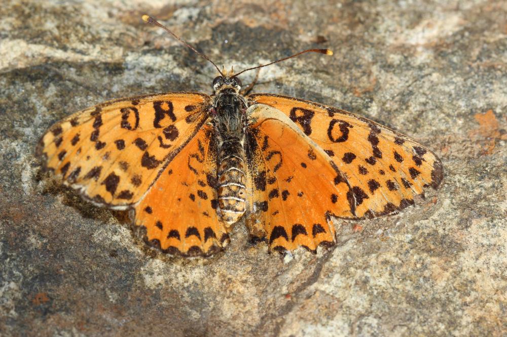 Mélitée orangée (La), Damier orangé (Le), Diane (L Melitaea didyma (Esper, 1778)