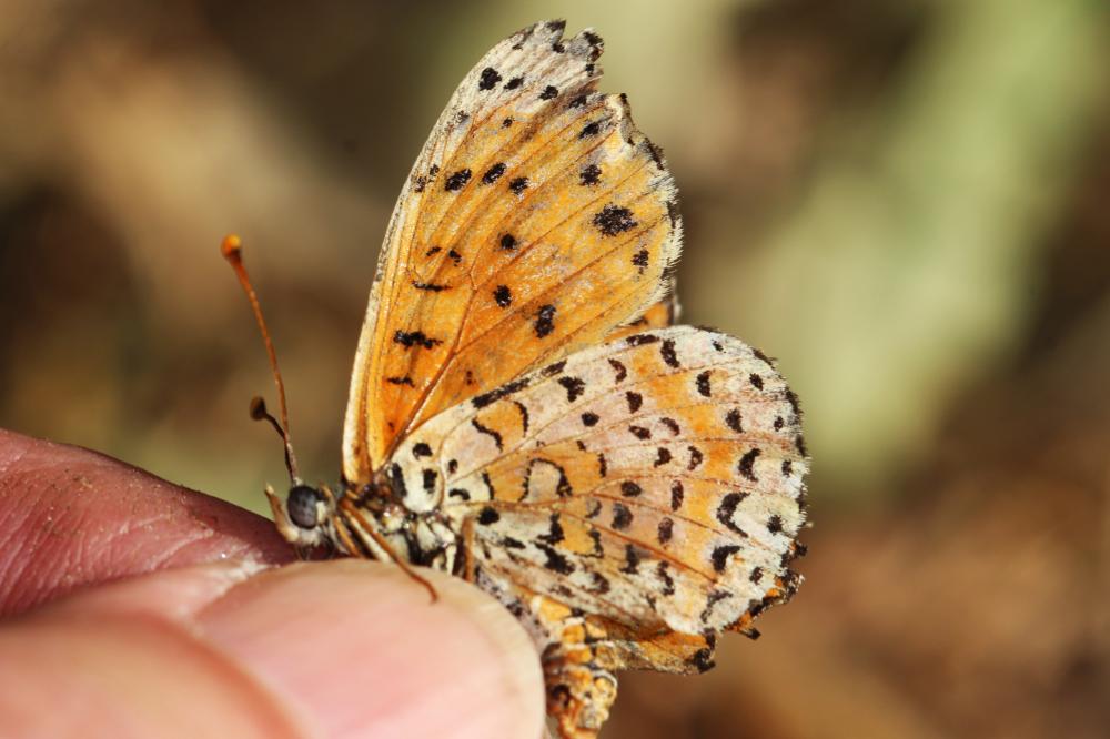 Mélitée orangée (La), Damier orangé (Le), Diane (L Melitaea didyma (Esper, 1778)