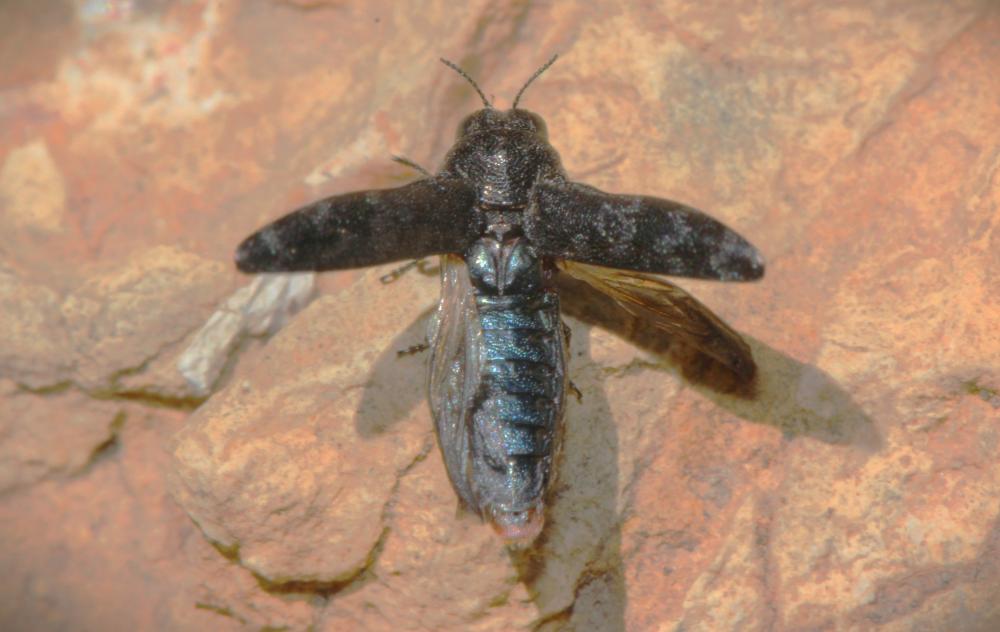 Bupreste du rosier Coraebus rubi (Linnaeus, 1767)