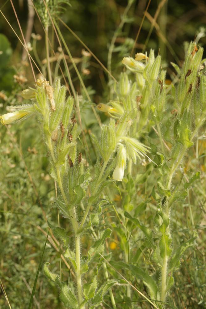 Orcanette fastigiée Onosma tricerosperma subsp. fastigiata (Braun-Blanq.) G.López, 1994