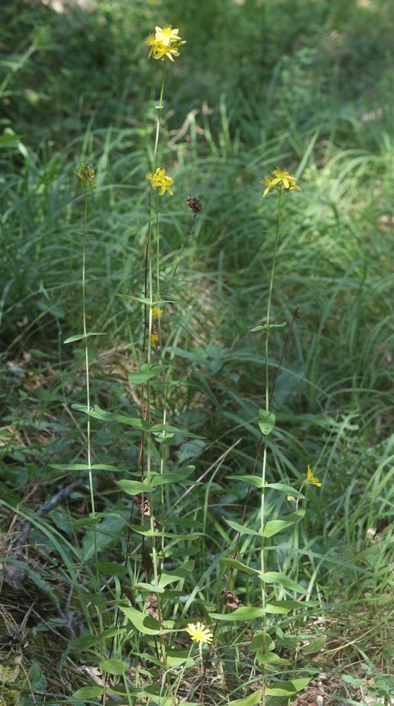 Millepertuis des montagnes Hypericum montanum L., 1755