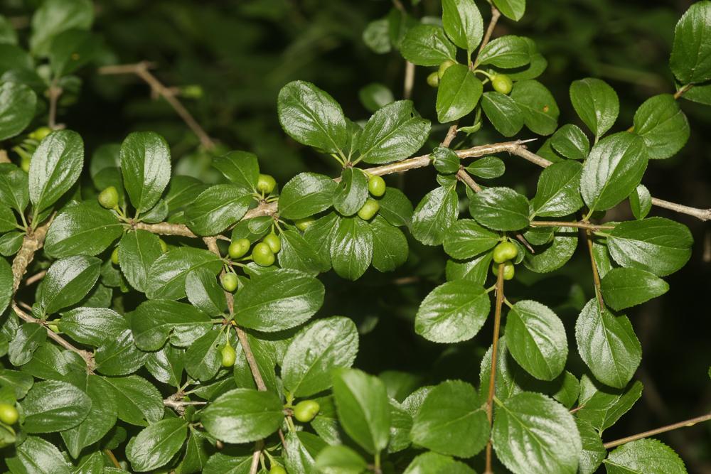 Nerprun des rochers Rhamnus saxatilis Jacq., 1762