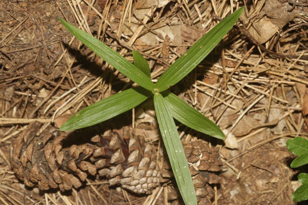 La Céphalanthère à feuilles étroites, Céphalanthère à Cephalanthera longifolia (L.) Fritsch, 1888