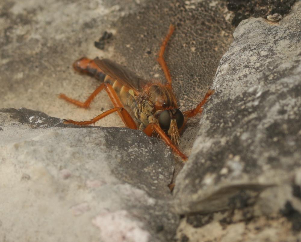  Stenopogon sabaudus (Fabricius, 1794)