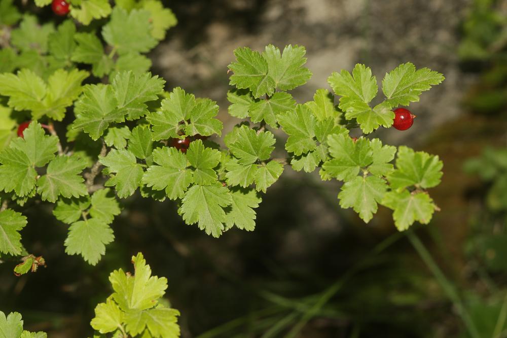 Le Groseillier des Alpes Ribes alpinum L., 1753