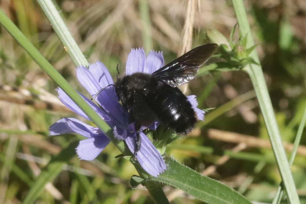 Abeille charpentière, Xylocope violet Xylocopa violacea (Linnaeus, 1758)