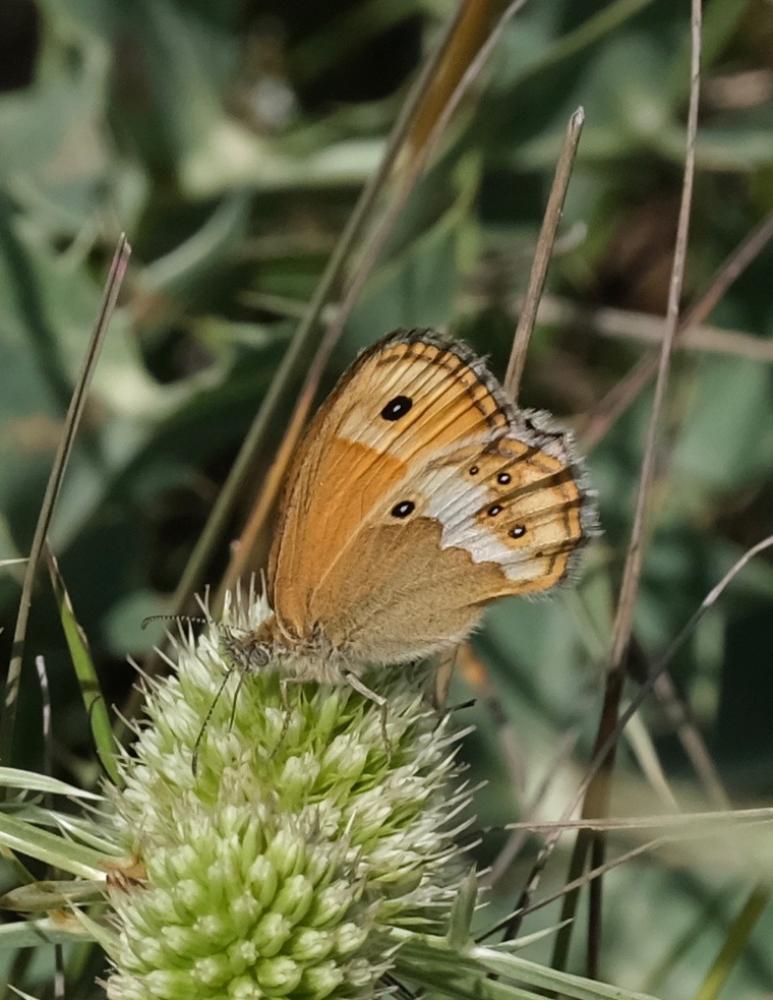 Fadet des garrigues (Le), Palémon (Le), Doré (Le) Coenonympha dorus (Esper, 1782)