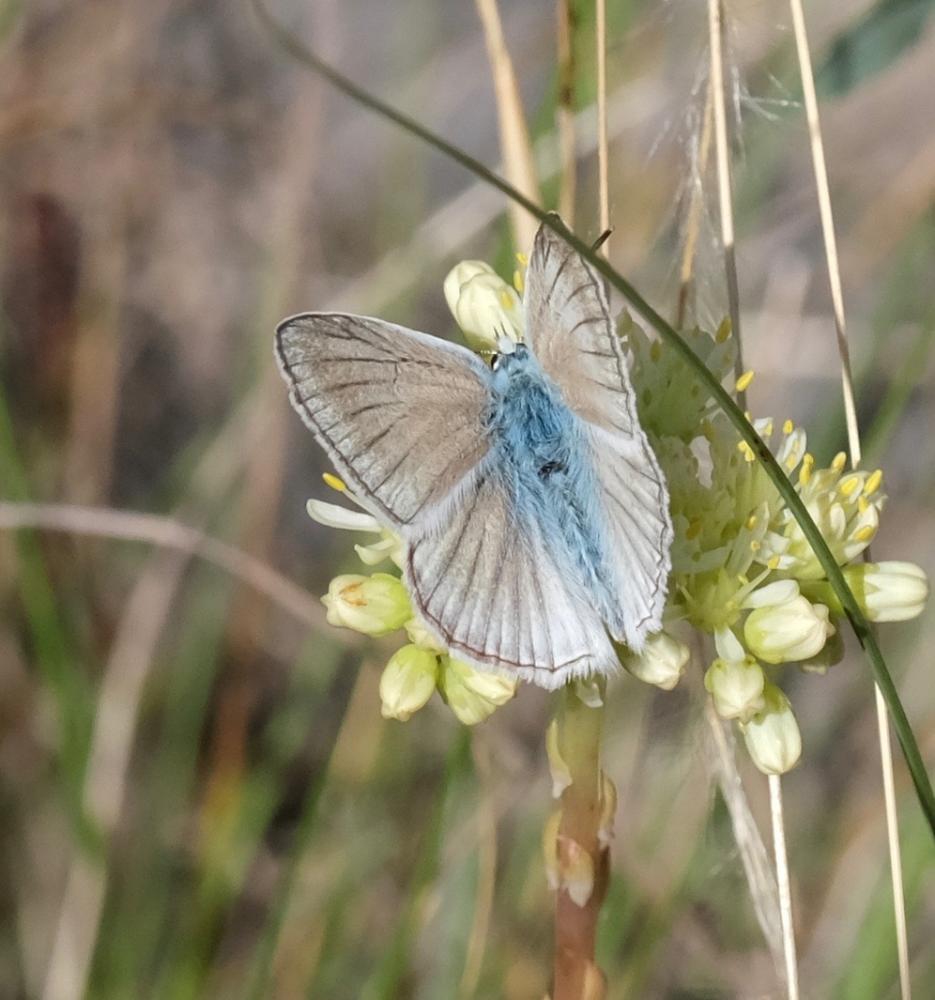 Le Sablé de la Luzerne (Le), Argus bleu clair (L') Polyommatus dolus (Hübner, 1823)