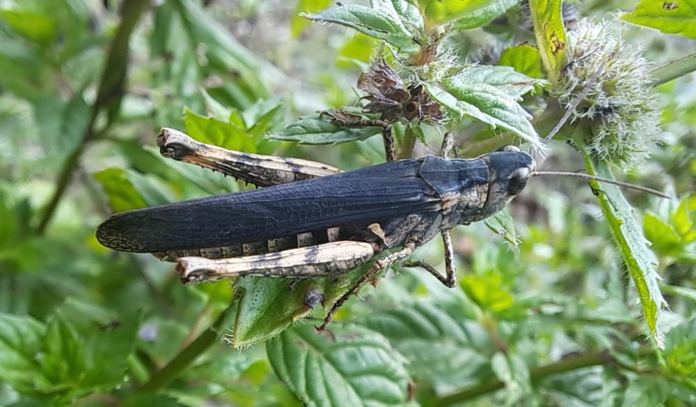 Gomphocère tacheté, Gomphocère double-signe Myrmeleotettix maculatus (Thunberg, 1815)