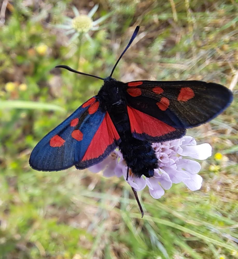 Zygène du Pied-de-Poule (La), Zygène des Lotiers ( Zygaena filipendulae (Linnaeus, 1758)