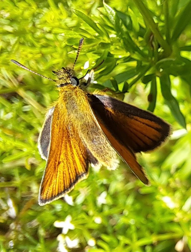 Le Hespérie du Dactyle (L'), Hespérie europénne (au C Thymelicus lineola (Ochsenheimer, 1808)