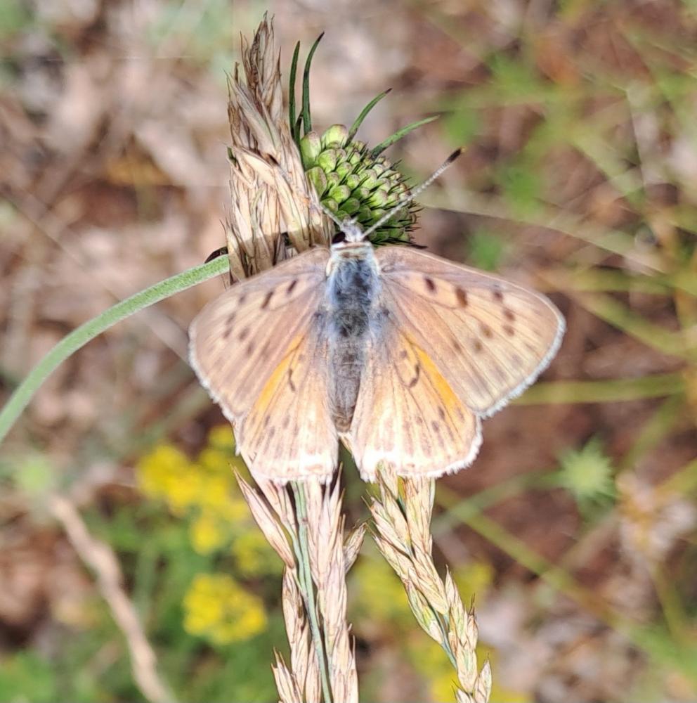 Le Cuivré mauvin (Le), Cuivré flamboyant (Le), Argus  Lycaena alciphron (Rottemburg, 1775)