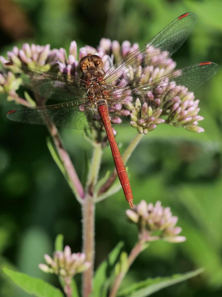 Sympétrum méridional (Le) Sympetrum meridionale (Selys, 1841)