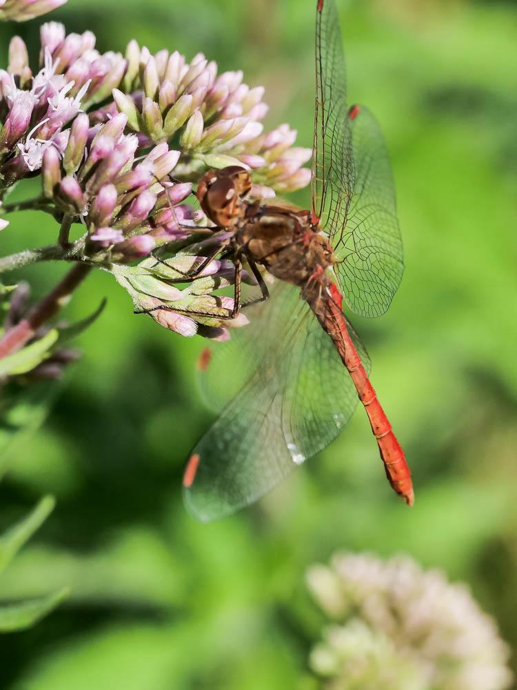 Sympétrum méridional (Le) Sympetrum meridionale (Selys, 1841)