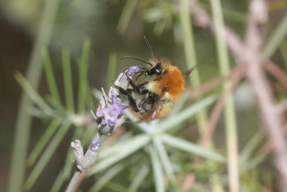 Le Bourdon des champs Bombus pascuorum (Scopoli, 1763)