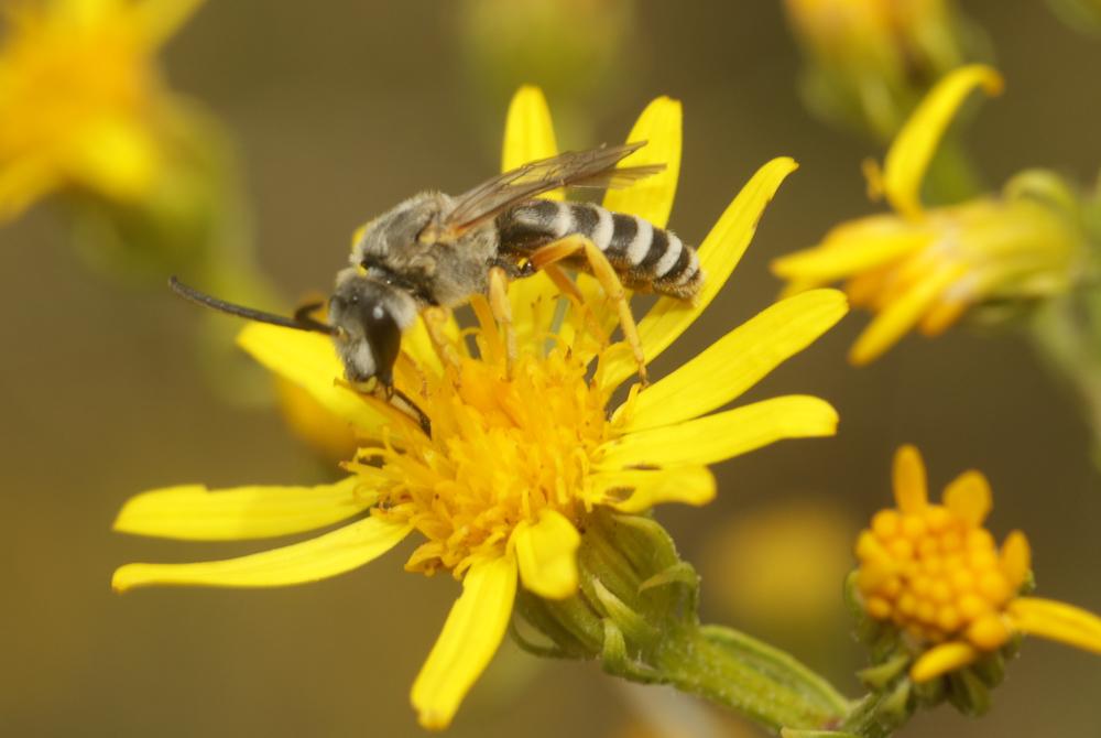  Halictus scabiosae (Rossi, 1790)