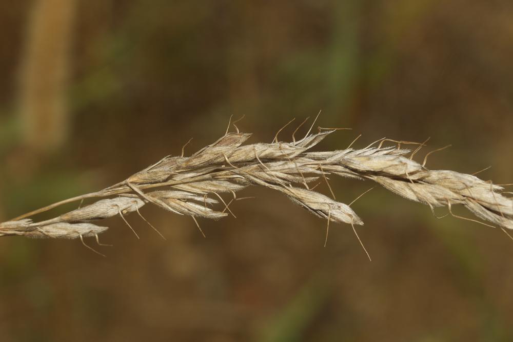 Brome lancéolé Bromus lanceolatus Roth, 1797