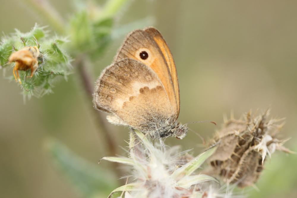 Fadet commun (Le), Procris (Le), Petit Papillon de Coenonympha pamphilus (Linnaeus, 1758)