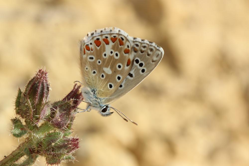 Le Azuré bleu-céleste (L'), Bel-Argus (Le), Argus ble Lysandra bellargus (Rottemburg, 1775)