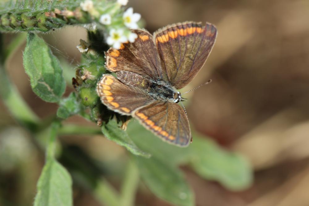 Collier-de-corail (Le), Argus brun (L') Aricia agestis (Denis & Schiffermüller, 1775)