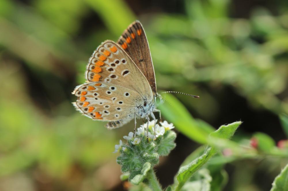 Collier-de-corail (Le), Argus brun (L') Aricia agestis (Denis & Schiffermüller, 1775)