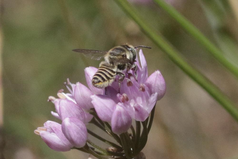  Megachile pilidens Alfken, 1924