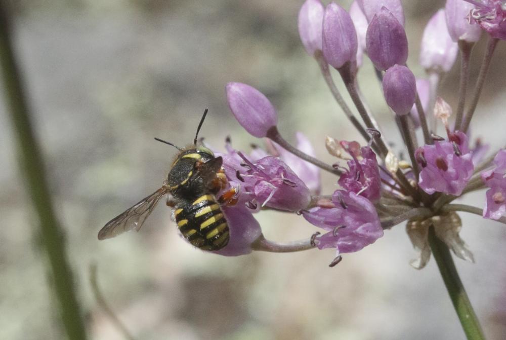 Abeille cotonnière, Anthidie cotonnière Anthidium manicatum (Linnaeus, 1758)