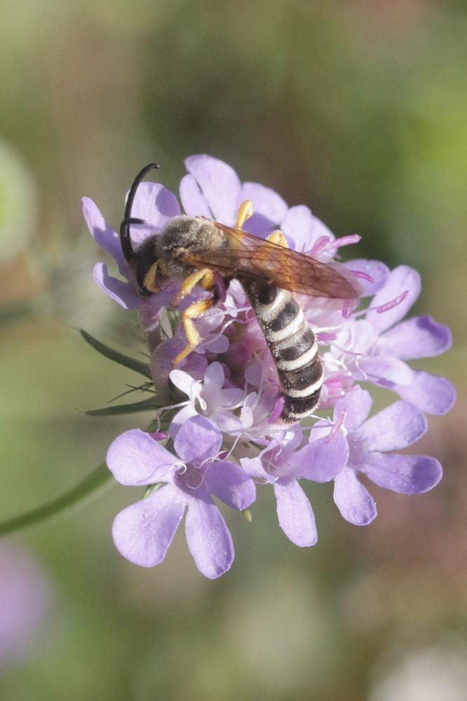  Halictus scabiosae (Rossi, 1790)