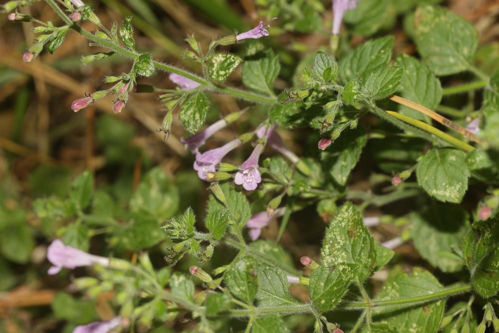 Sarriette à feuilles de Menthe Clinopodium nepeta subsp. sylvaticum (Bromf.) Peruzzi & F.Conti, 2008