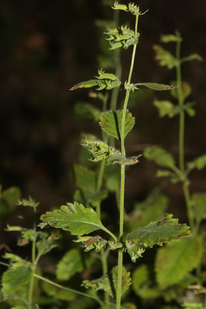 Le Calament à grandes fleurs Clinopodium grandiflorum (L.) Kuntze, 1891